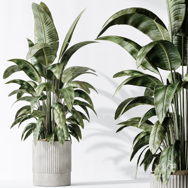 AV Indoor plants set 183 Areca Majesty Palm and ParadiseBird and Lemon Lime Cane Dragon and Olive Artificial and Aloifolia Rostrata Palm - Image 5