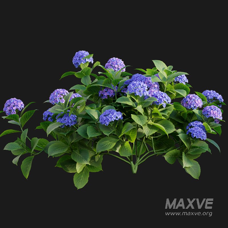 Hydrangea 02 - Image 6