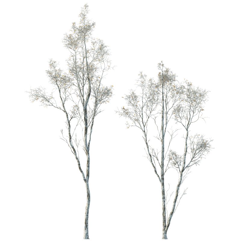 AV Plants Castanea Sativa Winter Snow - Image 1