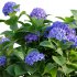 Hydrangea - Thumbnail 3