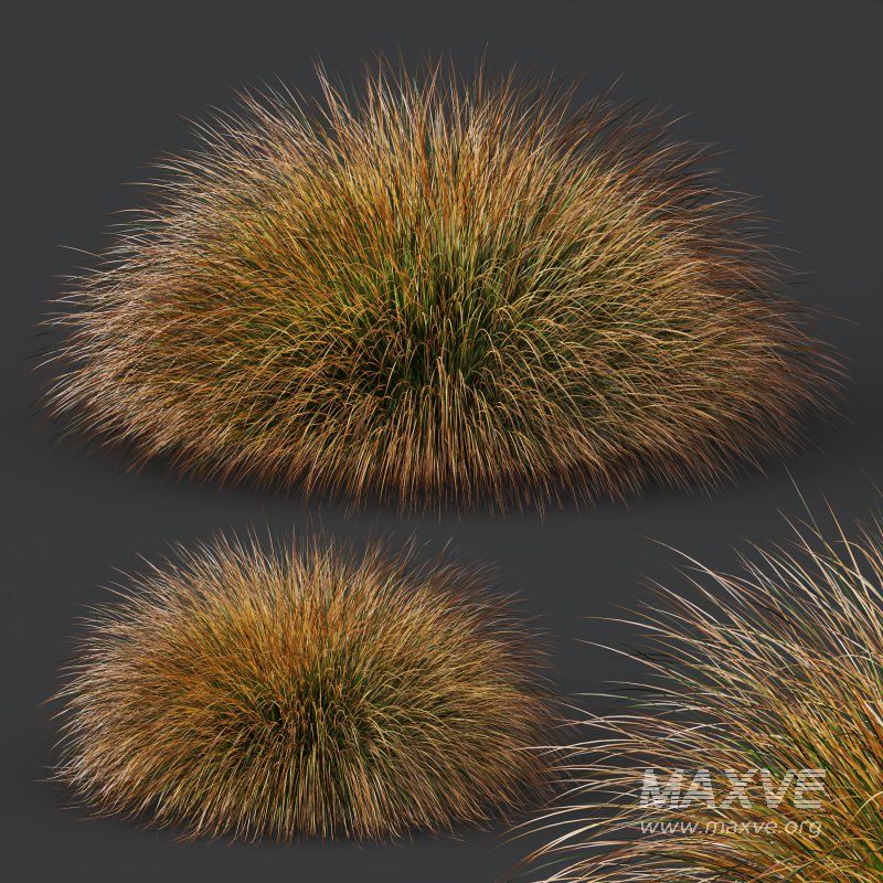 AV Carex Testacea Orange Sedge Grass Prairie Fire - Image 2