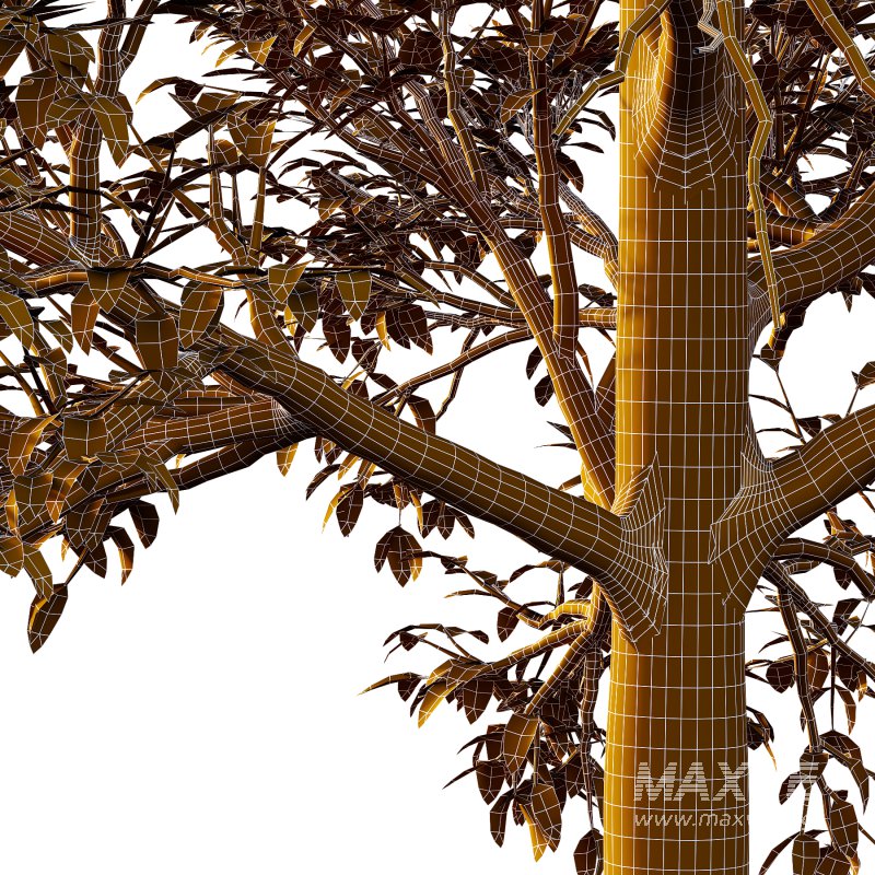 Eucalyptus Robusta Trees 05 - Image 3