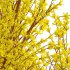 Forsythia Suspensa – Weeping Forsythia 02 - Thumbnail 4