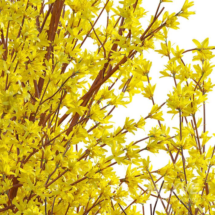 Forsythia Suspensa – Weeping Forsythia 02 - Image 4