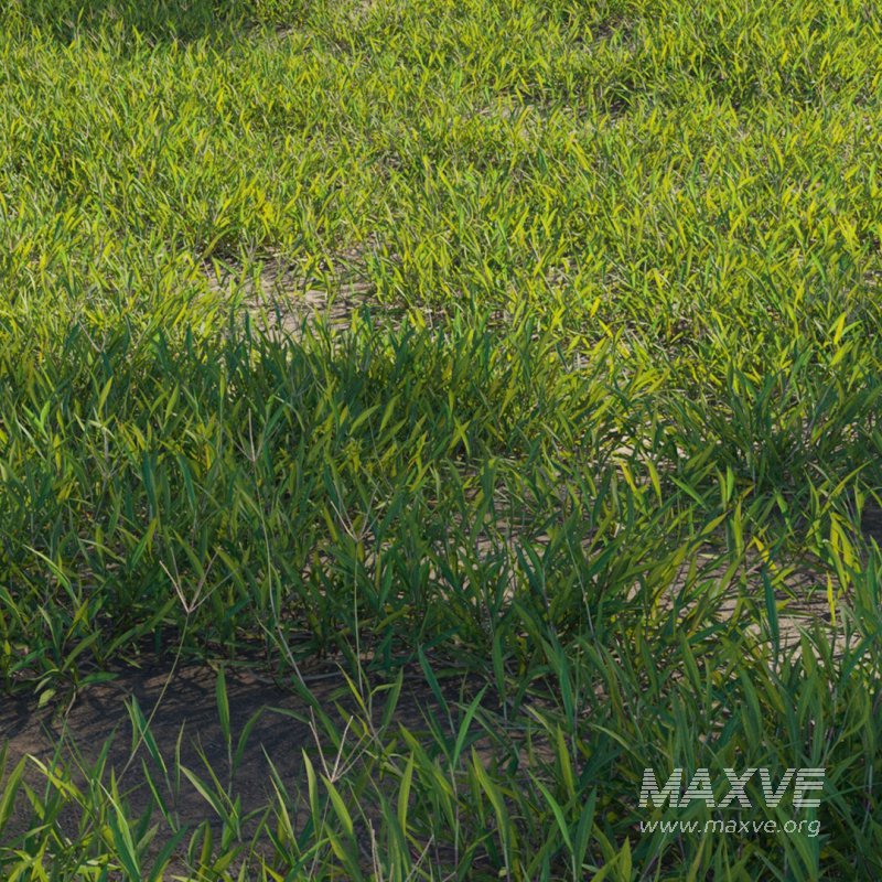 Cynodon dactylon – set 03 - Image 1