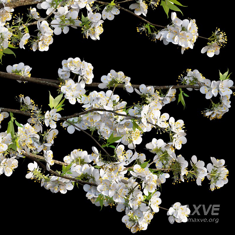 Prunus salicina – Chinese Plum – Japanese Plum 04 - Image 2