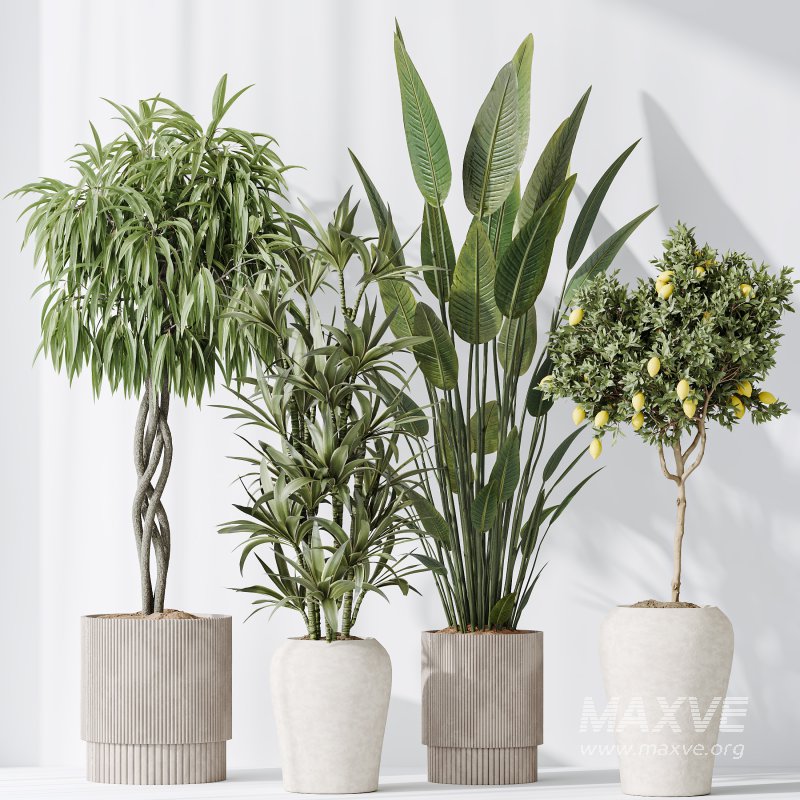 AV Indoor plants set 190 Mandarin Citrus Fruit Lemon and Ficus Binnendijkii and Lemon Lime Cane Dragon and Bird Of ParadiseBird - Image 4