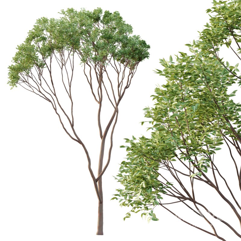 Eucalyptus Robusta Trees 01 - Image 4