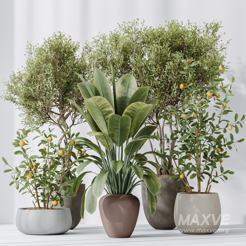 AV Indoor plants set 179 Mission Arbequina Olive and Ficus Robusta Abidjan and Mandarin Citrus Fruit Bonsai Orange Tree - Image 6