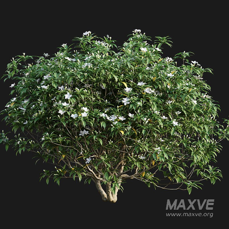 Wrightia antidysenterica - Image 6