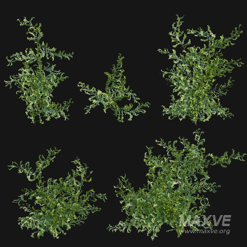 Moraceae – Ficus pumila - Image 1