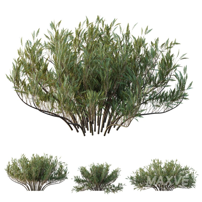 AV Plants Juniperus Sabina Winter Snow - Image 2