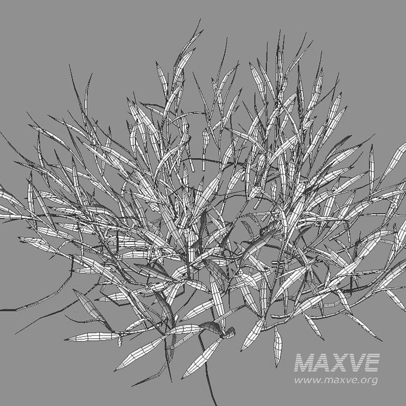 Cynodon dactylon – dry 01 - Image 7