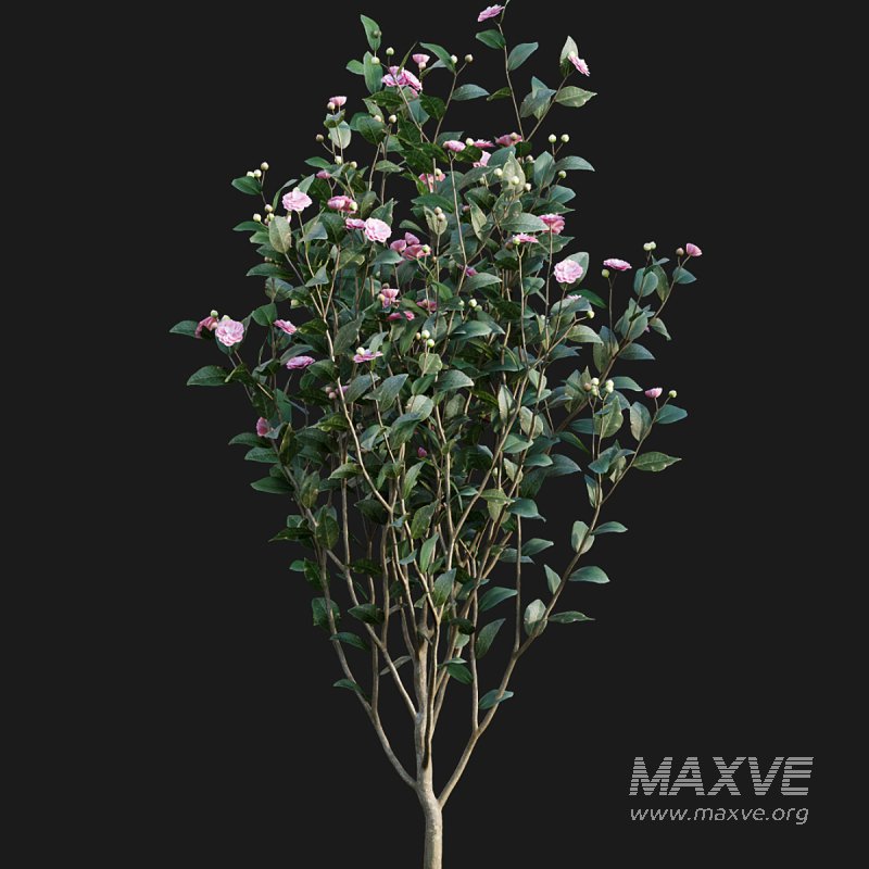 Camellia japonica – Japanese camellia 02 - Image 4