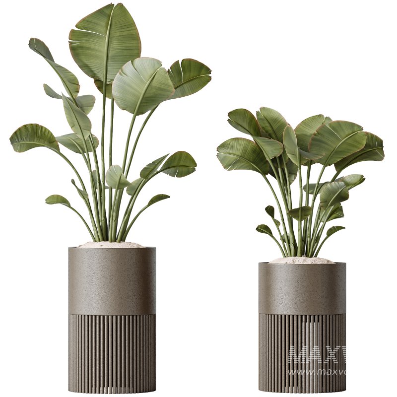 AV Indoor plants set 178 Mission Arbequina Olive and Ravenala Banana and Dracaena Lemon Lime Cane Dragon - Image 2