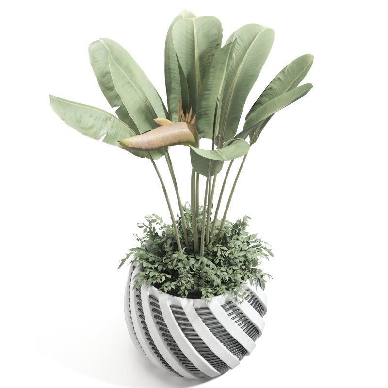 Strelitzia reginae and banana plant - Image 2