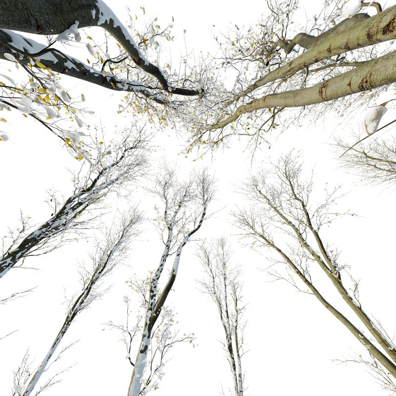 AV Plants Celtis Australis Winter Snow - Image 3