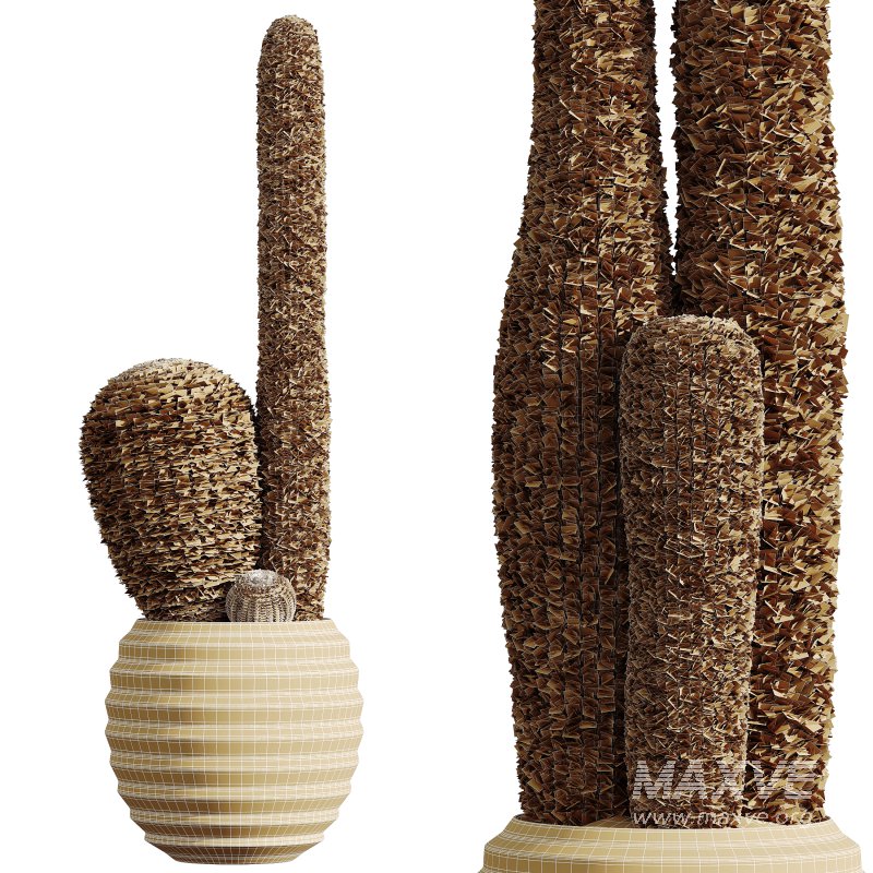 AV HousePlants Cactus Echinocactus Grusonii Golden Barrel Tree - Image 3