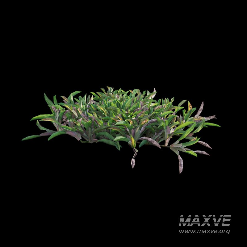 Axonopus compressus_cut_02 - Image 4