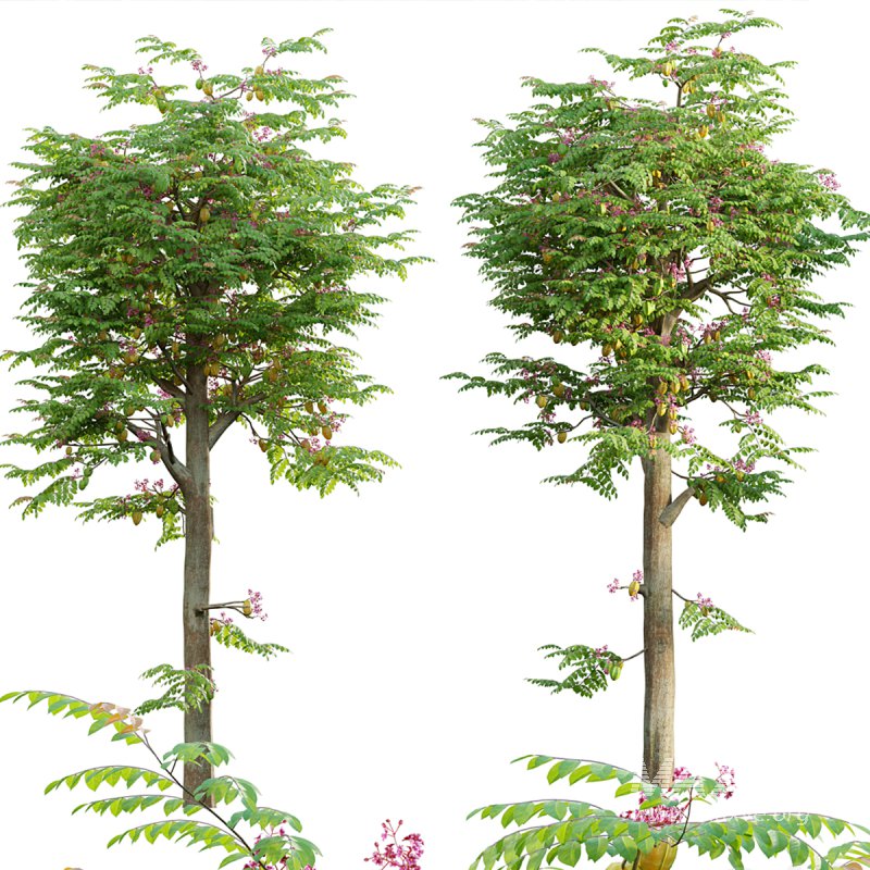 Averrhoa carambola – Starfruit tree 05 - Image 1