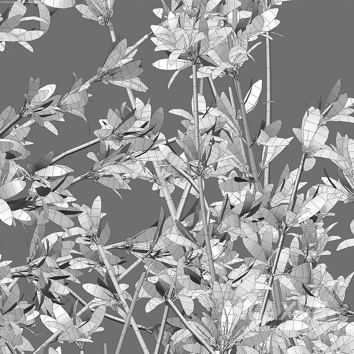 Forsythia Suspensa – Weeping Forsythia - Image 5