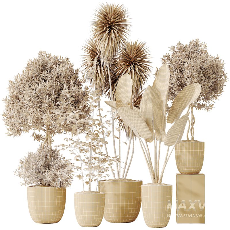 AV Indoor plants set 184 Mission Leccino Arbequina Olive and Cunjevoi Alocasia Jardin and Alnus Glutinosa Alder and Yucca Elephantipes Gigantea - Image 7