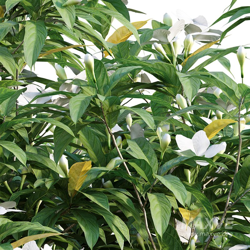 Wrightia antidysenterica - Image 3