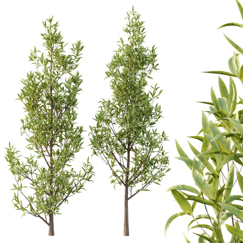 Sweet Viburnum Plant02 - Image 6