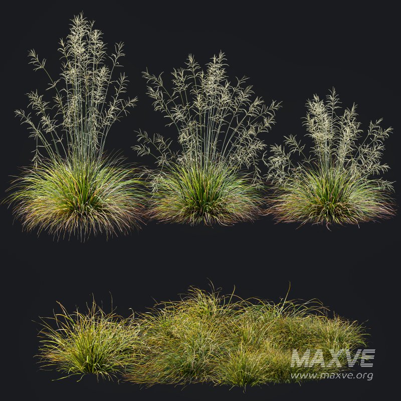 AV 20 different grass Stipa arundinacea Anemanthele lessoniana and Stipa arundinacea Sweet Grass - Image 10