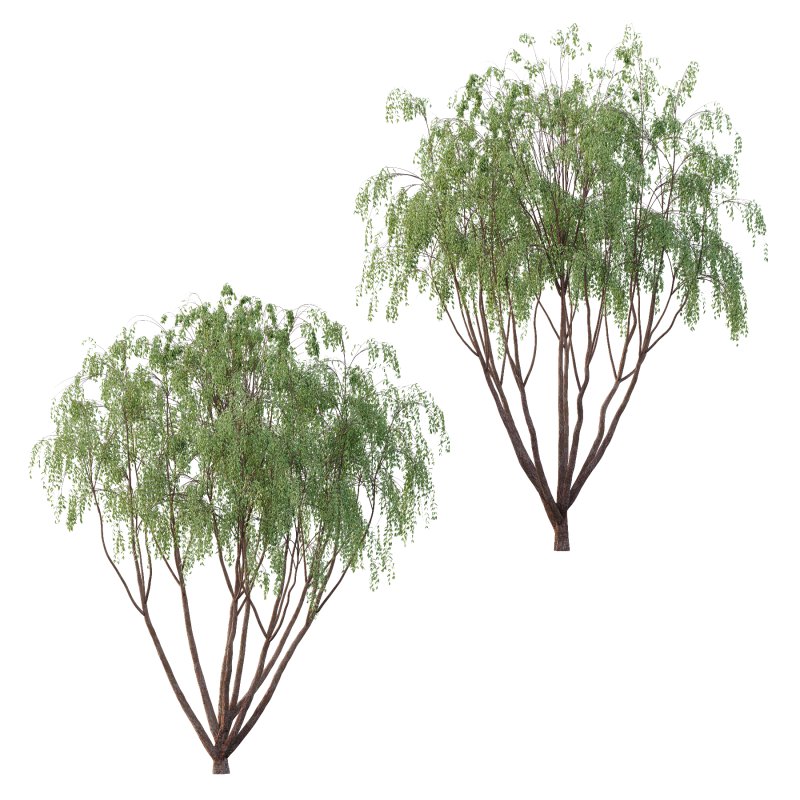 Eucalyptus Robusta Trees 08 - Image 1