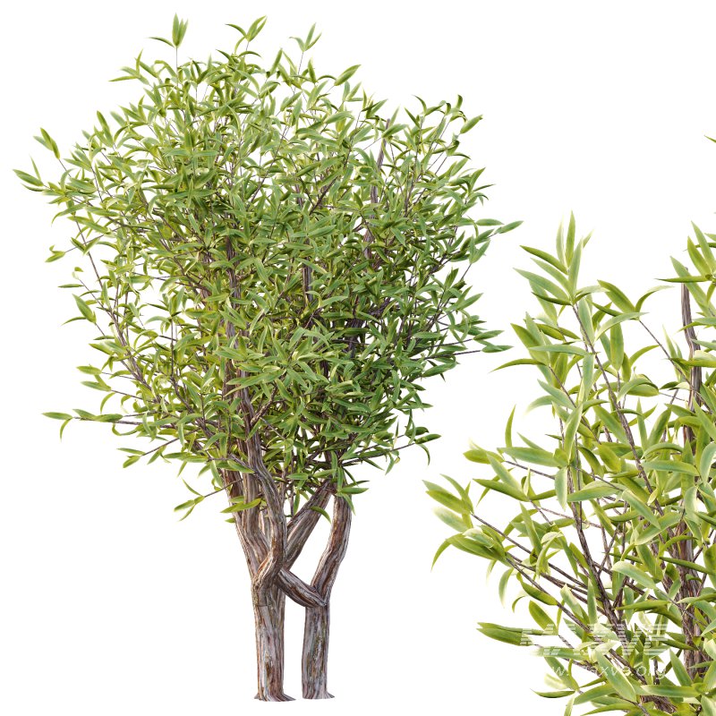 Sweet Viburnum Plant04 - Image 4