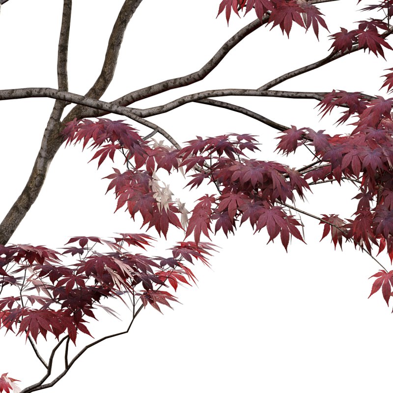 Japanese maple – Acer palmatum 01 - Image 3