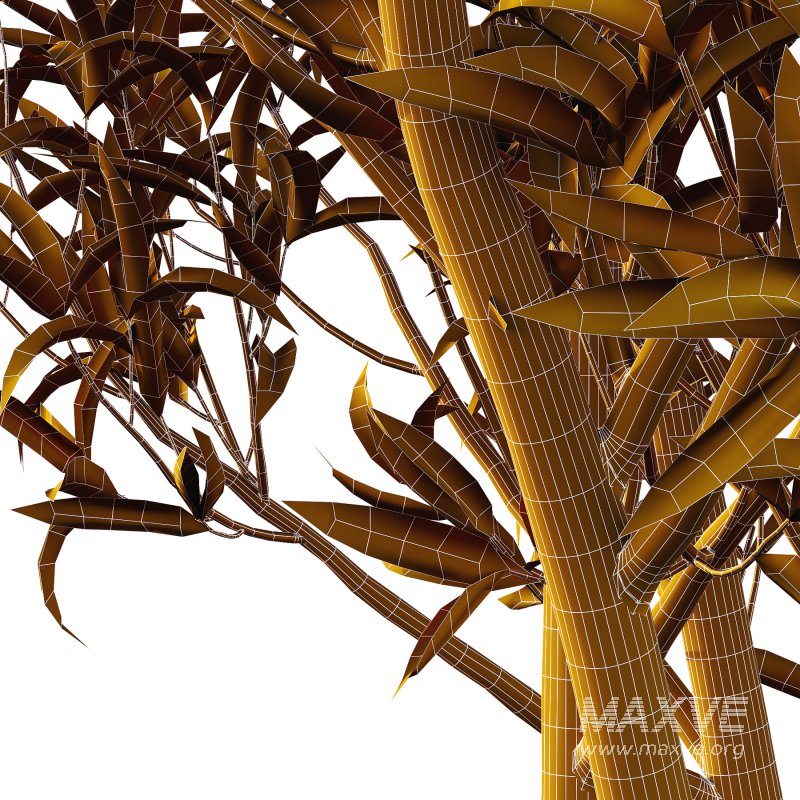 Sweet Viburnum Plant02 - Image 4