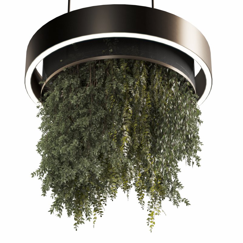 Indoor plants Hanging Plants set91 - Image 2