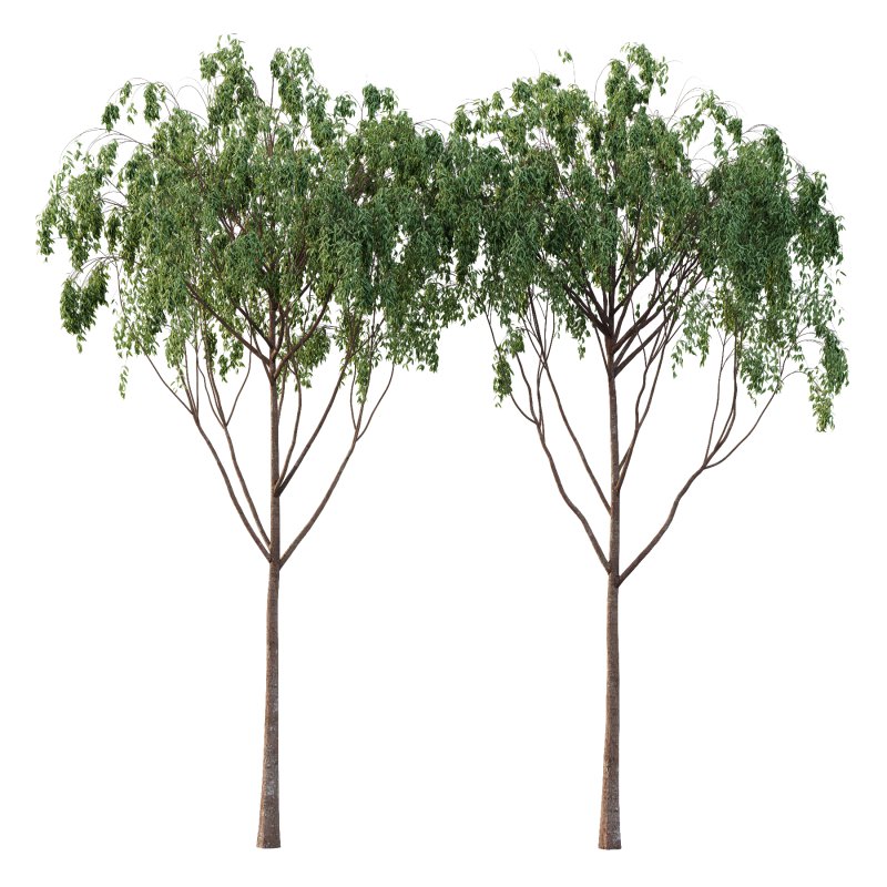 Eucalyptus Robusta Trees 07 - Image 3