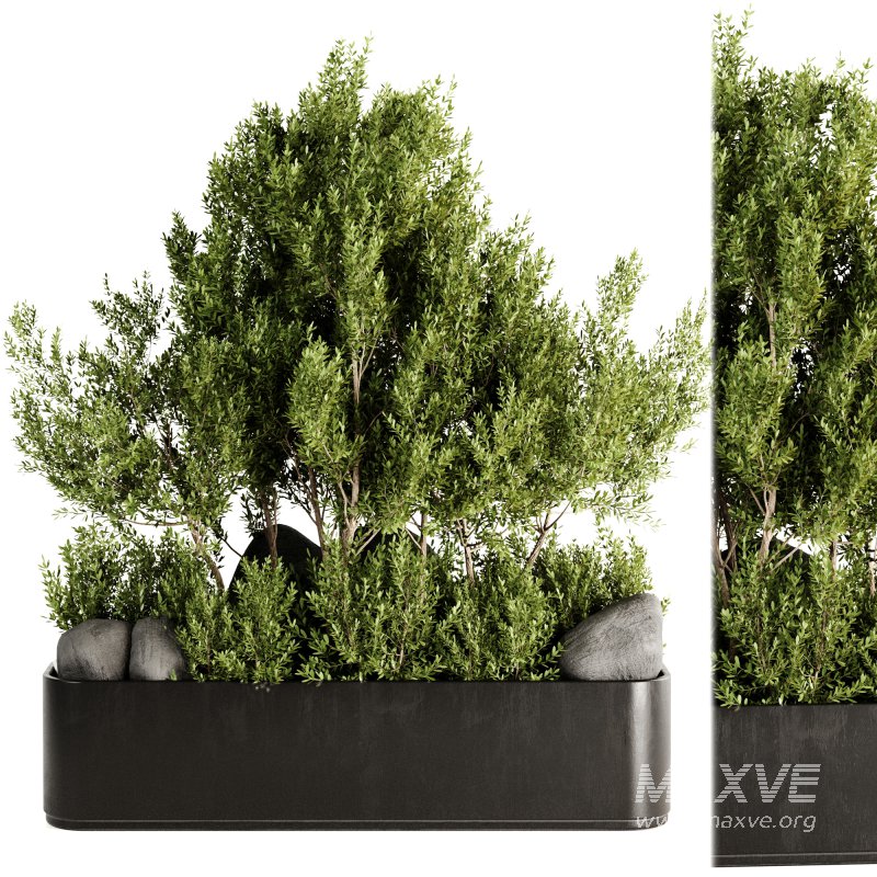 Indoor plants-Pot and tree set168 - Image 1