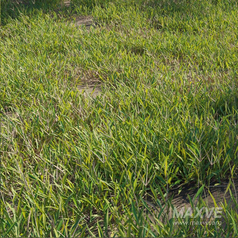 Cynodon dactylon – set 01 - Image 1