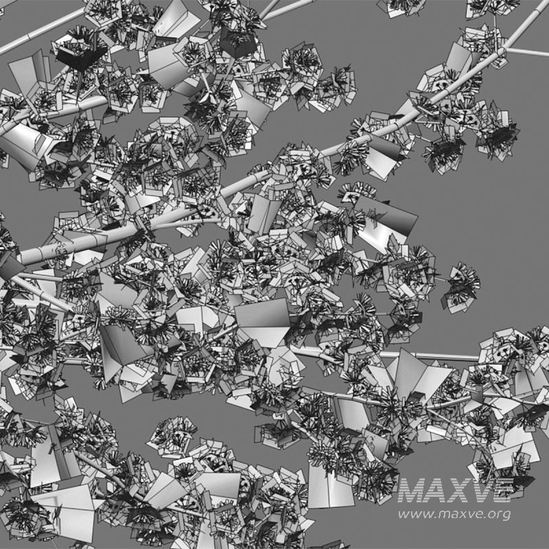 Prunus salicina – Chinese Plum – Japanese Plum 02 - Image 4