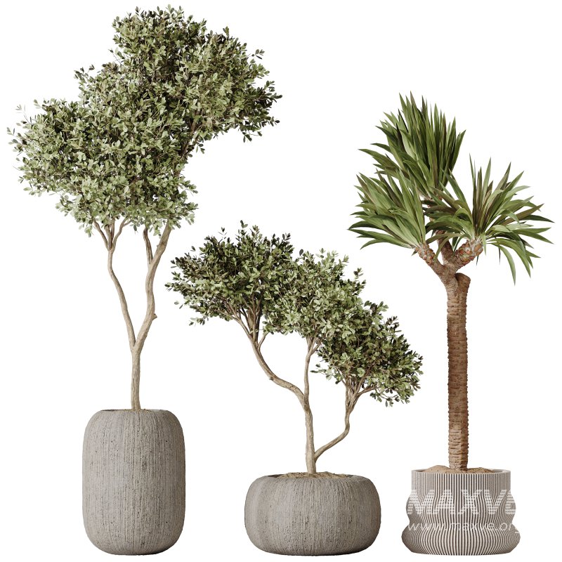 AV Indoor plants set 183 Olive Tree and Yucca Elephantipes Gigantea and Areca Palm and Giant Monstera Deliciosa - Image 4