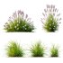 AV 6 different Grasses Pennisetum Alopecuroides Lampenputzergras Fountain Hameln and Carex Elata Aurea - Thumbnail 12