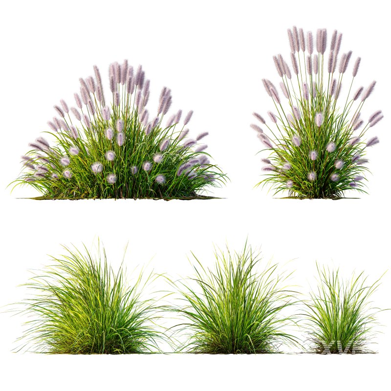 AV 6 different Grasses Pennisetum Alopecuroides Lampenputzergras Fountain Hameln and Carex Elata Aurea - Image 12