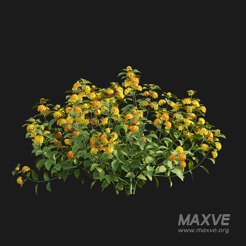 Lantana camara 02 - Image 4