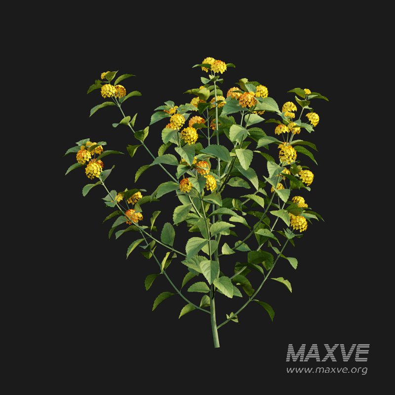 Lantana camara - Image 3