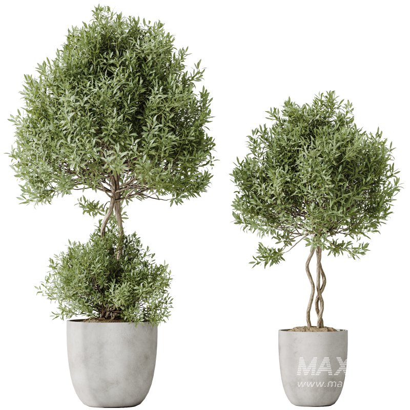 AV Indoor plants set 184 Mission Leccino Arbequina Olive and Cunjevoi Alocasia Jardin and Alnus Glutinosa Alder and Yucca Elephantipes Gigantea - Image 2