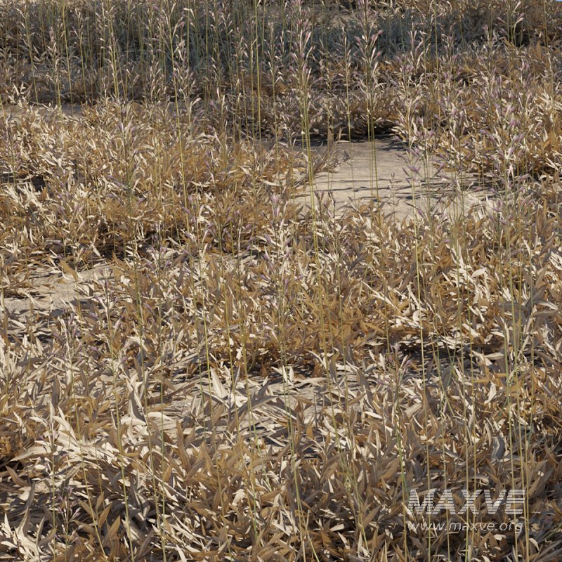Chrysopogon aciculatus – dry 01 - Image 1