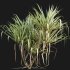 Pandanus baptistii – Variegated Dwarf Pandanus 02 - Thumbnail 4
