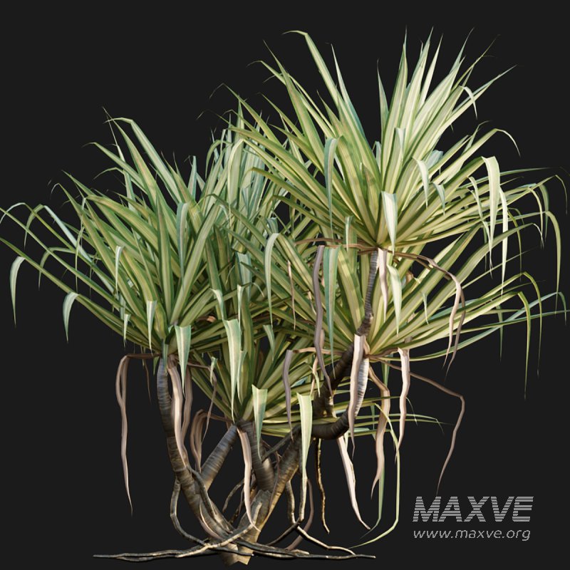 Pandanus baptistii – Variegated Dwarf Pandanus 02 - Image 4