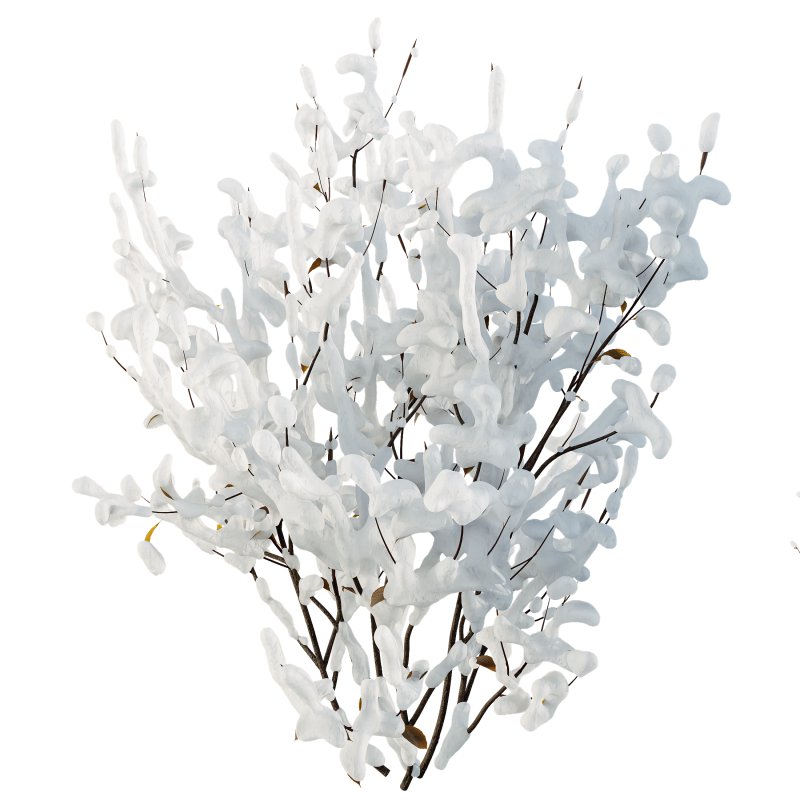 AV Plants Kapebonavista Pachystachys Lutea Golden Shrimp Winter Snow - Image 1