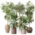 AV Indoor plants set 181 Alocasia Elefantenohr Wentii and Briful Pachira Aquatica Grand Artificiel and Olive Elegant Mission - Thumbnail 6