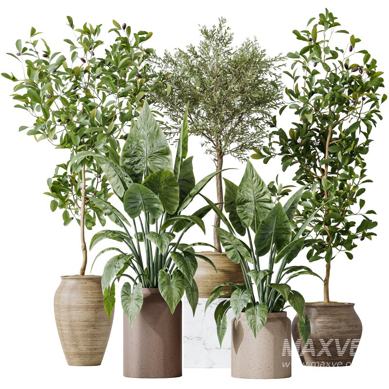 AV Indoor plants set 181 Alocasia Elefantenohr Wentii and Briful Pachira Aquatica Grand Artificiel and Olive Elegant Mission - Image 6